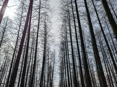 -东平国家森林公园