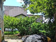 -老袁家蜜桃农场·阳山水蜜桃