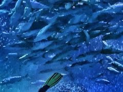 -珠海长隆海洋王国