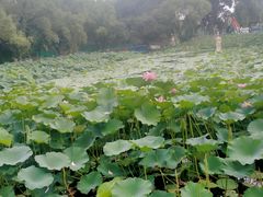 -北陵公园