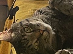 -萌兽医馆·犬猫专科·眼科中心·宠物医院(朝阳门分院)