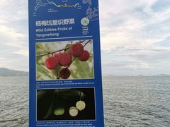 -杨梅坑