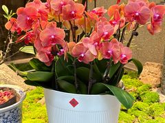 -王府茶楼茶宴·创意菜(朝阳公园店)