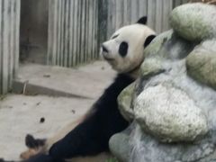 -成都大熊猫繁育研究基地