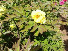 -洛阳市隋唐城遗址植物园