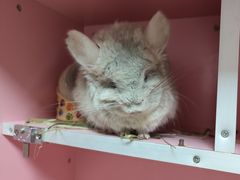 -菲尔斯特宠物医院