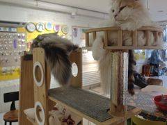 -平行世界·猫咖(首经贸店)