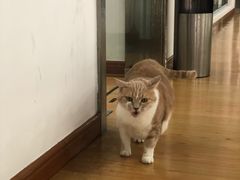 -上海锦江一汽丰田4S店(徐汇区店)