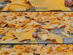 -三里屯东五街银杏大道