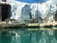 -秦皇岛乐岛海洋王国