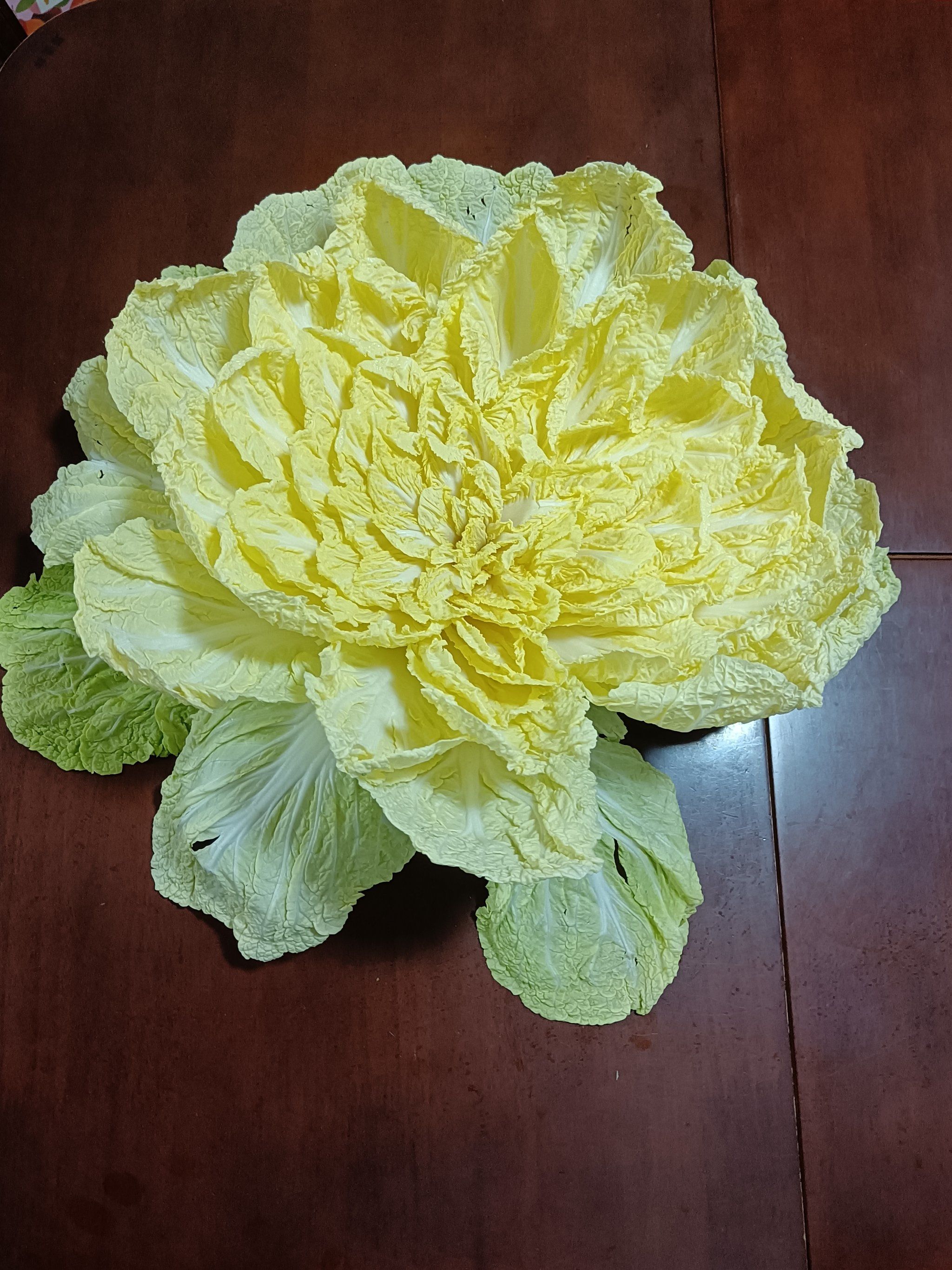 风干了的白菜,能够变成一朵花,一朵漂亮的