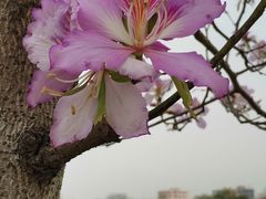 -广东花都湖国家湿地公园