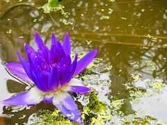 -国家植物园南园