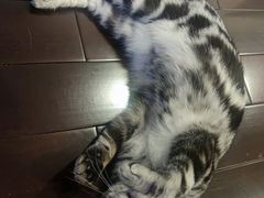 -Bastet sally猫舍购宠(静安店)