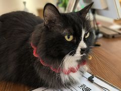 -有猫主题·治愈系猫咖(曾厝垵店)