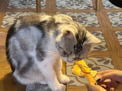 -猫猫幼稚园·撸猫·桌游·电玩