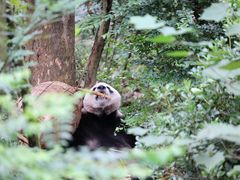 -成都大熊猫繁育研究基地