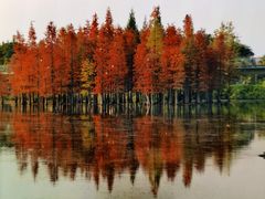 -白鹭湾湿地公园