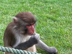 -海南热带野生动植物园