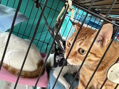 -爱侣宠医·鹦鹉专科·小型哺乳类·异宠专科(灵石路店)