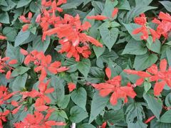 android_upload_pic-广西壮族自治区药用植物园