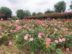 -武汉紫薇都市田园