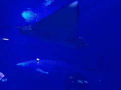 -烟台海昌鲸鲨海洋公园