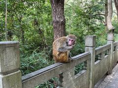-黔灵山公园
