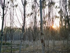 -东郊湿地公园