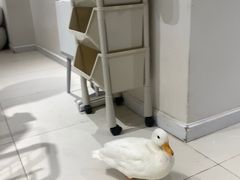 -怪兽屋·羊驼·猫咖·狗咖(俊华广场店)