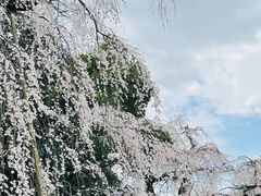 -醍醐寺