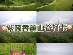 -紫颐香薰山谷景区