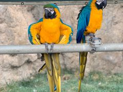 -西霞口神雕山野生动物世界