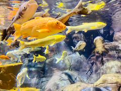 -上海海洋水族馆