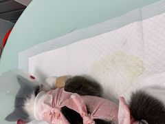 -宠福鑫康馨动物医院·骨科·眼科