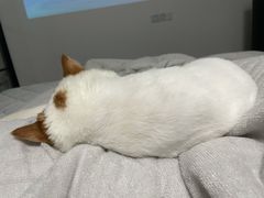 -babydoll猫舍·米努特·德文·缅因(久光中心店)