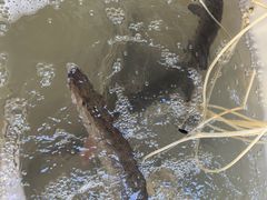 -煲来饱去冷水鱼