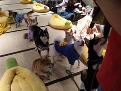 -逗柴咖啡屋·狗咖猫咖宠物桌游