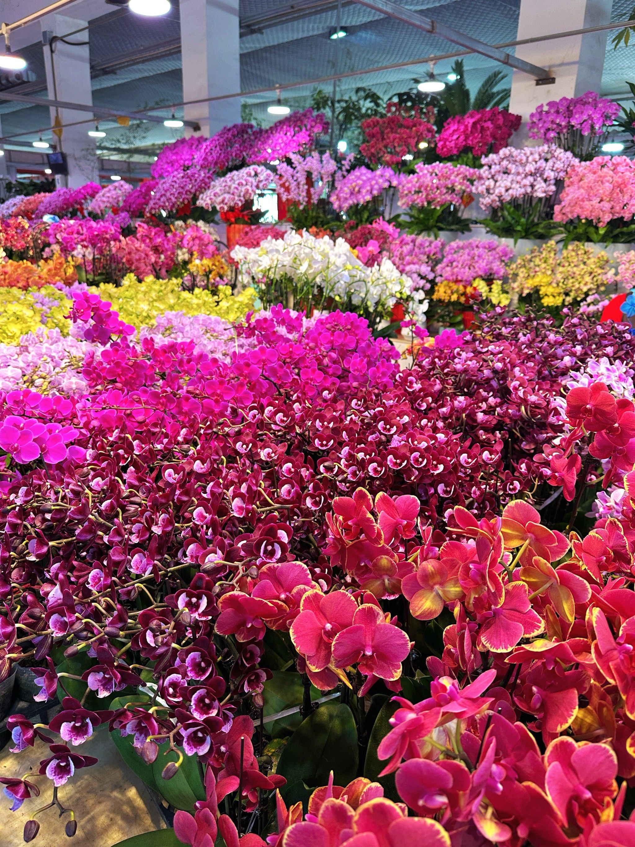 北京最大花卉批发市场!买到我都要拿不回来了!