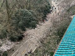 -武汉大学-樱园