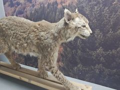 -青藏高原野生动物园