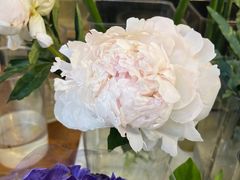 -溪岸路花鸟市场