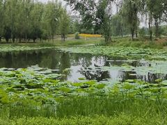 -东郊湿地公园