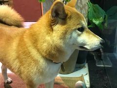 -柴务处·柴犬主题狗咖