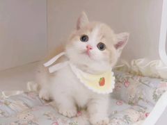 -Bastet sally猫舍购宠(静安店)