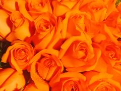 -沪花拾者(好再来花卉鲜花店)