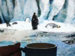 -帝企鹅自助餐厅•儿童岛•真企鹅(长隆企鹅酒店)