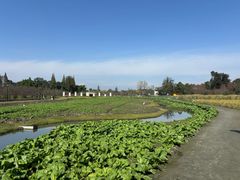 -麻小度青花椒鱼(安德总店)
