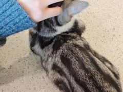 -飞行喵MR PILOT|猫舍·猫咖(静安大融城店)