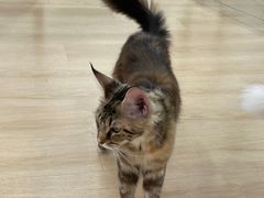-1013 PET SHOP 宠物商店(近铁城市广场店)